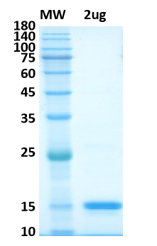 SDS-PAGE for NSP9 Recombinant proteins