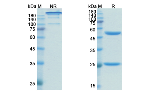SDS-PAGE for Obinutuzumab Biosimilar - Anti-MS4A1, CD20 mAb - Research Grade