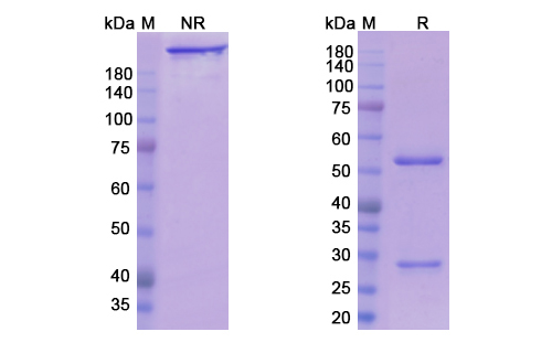 SDS-PAGE for Ociperlimab Biosimilar - Anti-TIGIT mAb - Research Grade