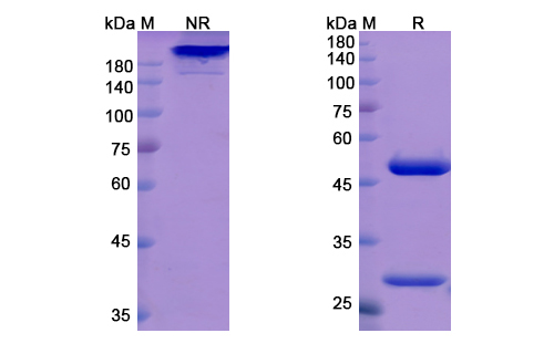 SDS-PAGE for Odronextamab  Biosimilar - Anti-CD3; CD20 mAb - Research Grade