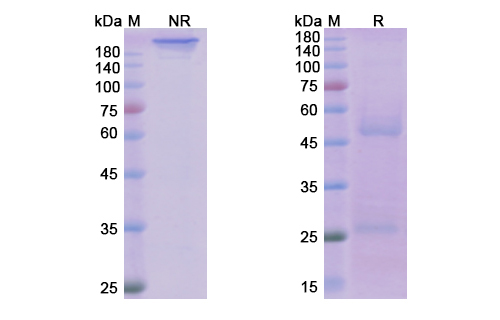 SDS-PAGE for Ofatumumab Biosimilar - Anti-MS4A1, CD20 mAb - Research Grade