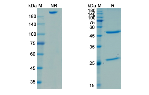 SDS-PAGE for Omodenbamab Biosimilar - Anti-SpA mAb - Research Grade