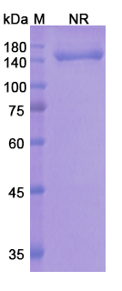 SDS-PAGE for Onartuzumab Biosimilar - Anti-MET;HGFR mAb - Research Grade