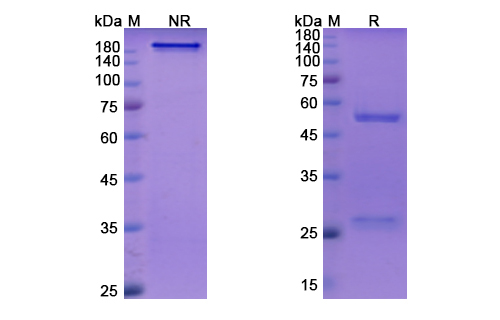 SDS-PAGE for Ontamalimab Biosimilar - Anti-MADCAM1 mAb - Research Grade