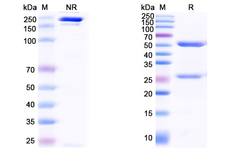 SDS-PAGE for Ontuxizumab Biosimilar â€“ Anti-CD248 mAb