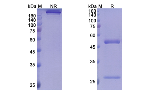 SDS-PAGE for Palivizumab Biosimilar - Anti-RSV mAb