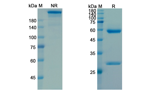 SDS-PAGE for Pamrevlumab Biosimilar - Anti-CTGF, IGFBP-8 mAb