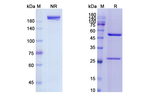 SDS-PAGE for Panitumumab Biosimilar - Anti-EGFR mAb - Research Grade