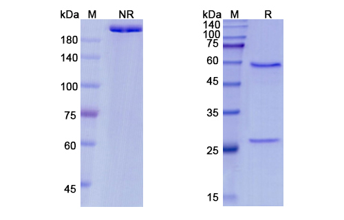 SDS-PAGE for Pateclizumab Biosimilar - Anti-LTA;TNF-beta mAb - Research Grade