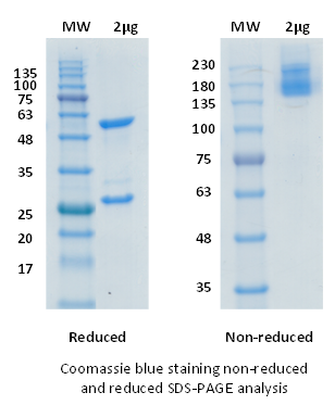 SDS-PAGE for Pembrolizumab Biosimilar - Anti-PD1 mAb