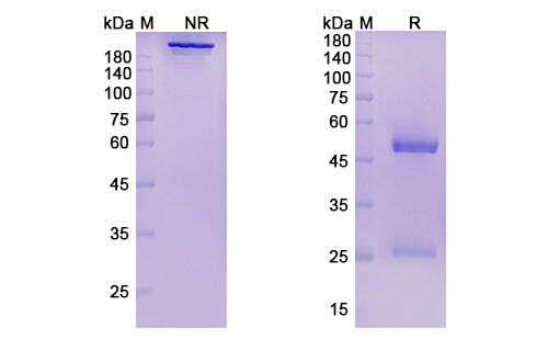 SDS-PAGE for Pepinemab Biosimilar - Anti-SEMA4D mAb