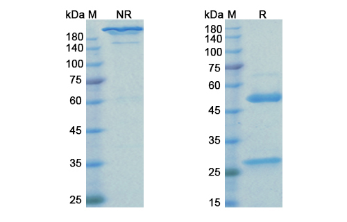SDS-PAGE for Pertuzumab Biosimilar - Anti-ERBB2, EGFR2, CD340 mAb