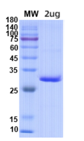 SDS-PAGE for Pexelizumab Biosimilar - Anti-C5;Complement C5 mAb - Research Grade