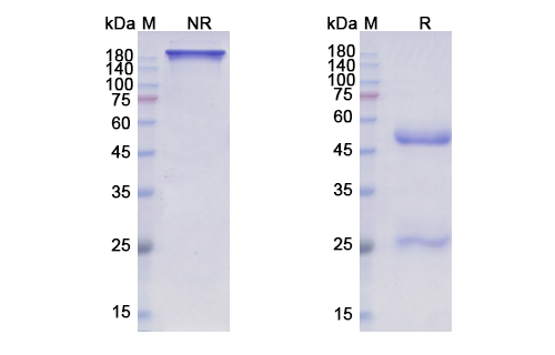 SDS-PAGE for Pozelimab Biosimilar - Anti-C5;Complement C5 mAb - Research Grade