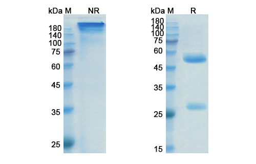 SDS-PAGE for Prasinezumab Biosimilar - Anti-SNCA mAb - Research Grade