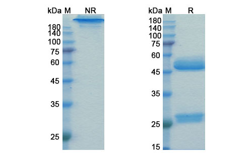 SDS-PAGE for Prezalumab Biosimilar - Anti-ICOSLG, B7-H2, B7RP-1, CD275 mAb