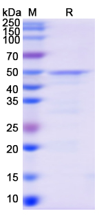 SDS-PAGE for Recombinant MERS-CoV N/Nucleoprotein Protein, N-His
