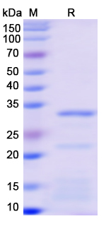 SDS-PAGE For Recombinant Monkeypox virus/MPXV A14L Protein