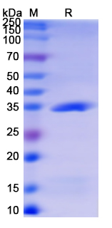 SDS-PAGE For Recombinant Monkeypox virus/MPXV A27L Protein