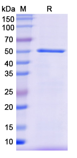 SDS-PAGE For Recombinant Monkeypox virus/MPXV HA/B2R Protein
