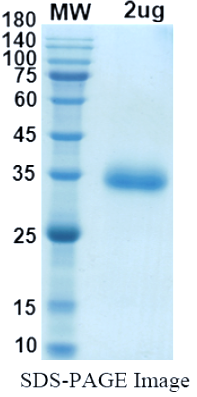 SDS-PAGE for Recombinant SARS-CoV-2 RBD (B.1.526) Protein, C-His