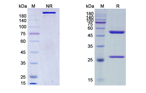 SDS-PAGE for Relatlimab Biosimilar - Anti-LAG3; CD223 mAb - Research Grade