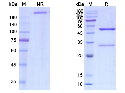SDS-PAGE for Revdofilimab Biosimilar - Anti-CD134;OX40 mAb - Research Grade