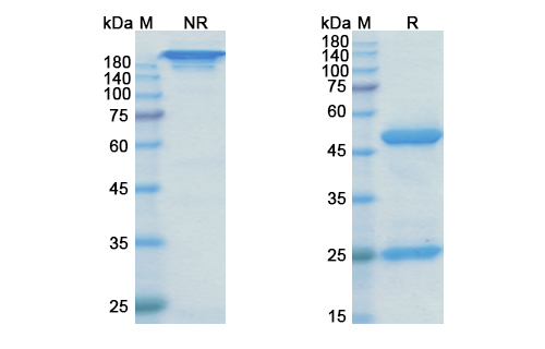 SDS-PAGE for Rilotumumab Biosimilar - Anti-HGF mAb - Research Grade