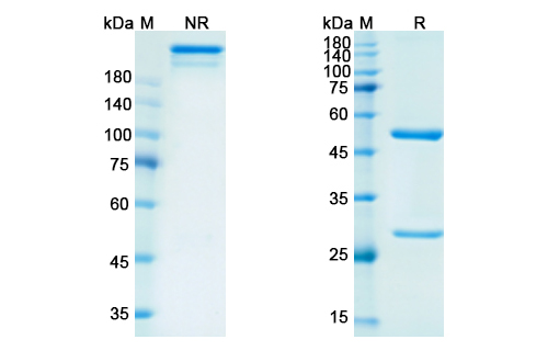 SDS-PAGE for Rituximab Biosimilar - Anti-MS4A1 mAb - Research Grade
