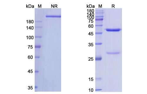 SDS-PAGE for Romosozumab Biosimilar - Anti-SOST mAb