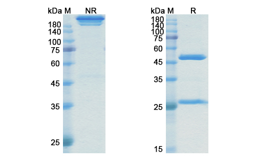 SDS-PAGE for Rosmantuzumab Biosimilar - Anti-RSPO3 mAb - Research Grade