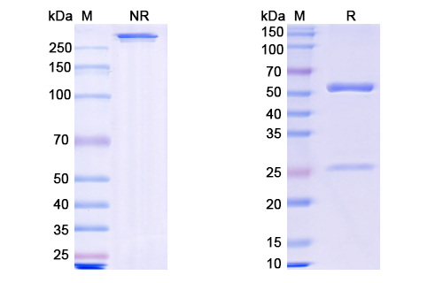 SDS-PAGE for Rosnilimab Biosimilar - Anti-PDCD1 mAb - Research Grade