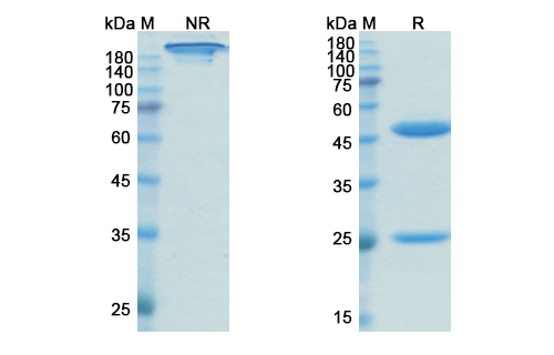SDS-PAGE for Rosopatamab Biosimilar - Anti-FOLH1 mAb - Research Grade