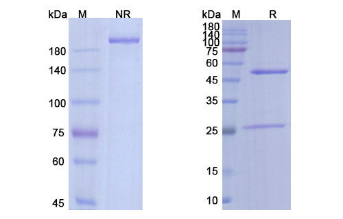 SDS-PAGE for Runimotamab Biosimilar - Anti-ERBB2,CD3E mAb - Research Grade