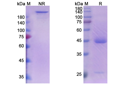 SDS-PAGE for Sabatolimab Biosimilar - Anti-HAVCR2 mAb - Research Grade