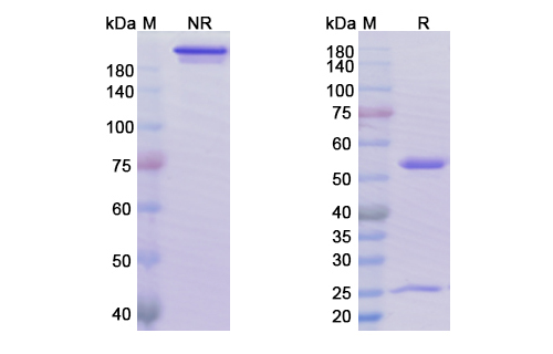 SDS-PAGE for Sacituzumab Biosimilar - Anti-TACSTD2 mAb - Research Grade