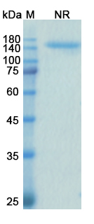 SDS-PAGE for Samalizumab Biosimilar - Anti-CD200 mAb