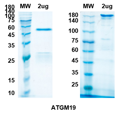 SDS-PAGE for Sarilumab Biosimilar - Anti-IL-6R mAb