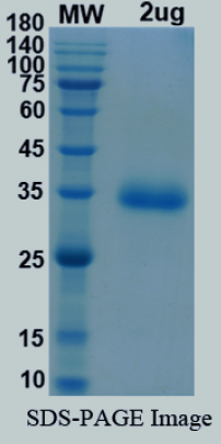 SDS-PAGE for SARS-CoV-2 RBD of Spike protein, CAL.20C, L452R â€“ lineage B.1.429 â€“ CAL Epsilon Variant