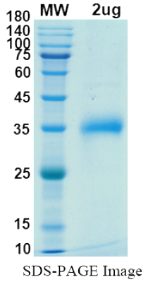 SDS-PAGE for SARS-CoV-2 RBD of Spike protein, E484Q, L452R â€“ lineage B.1.617 â€“ Indian Kappa Variant