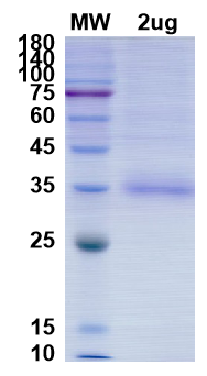 SDS-PAGE for SARS-CoV-2 RBD of Spike protein, K417N, E484K, N501Y - B.1.351 lineage - SA Beta Variant