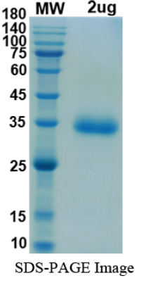 SDS-PAGE for SARS-CoV-2 RBD of Spike protein, K417T, E484K, N501Y â€“ lineage B.1.1.28.1 - BR Gamma Variant