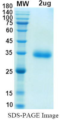 SDS-PAGE for SARS-CoV-2 RBD of Spike protein, L452Q, F490Sâ€“ lineage C.37 â€“ Peru Lambda Variant