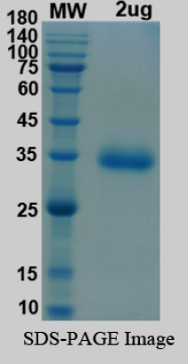 SDS-PAGE for SARS-CoV-2 RBD of Spike protein, R346K, E484K, N501Y, D614G, P681Hâ€“ lineage B.1.621 â€“ Colombia Mu Variant