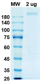 SDS-PAGE for SARS-CoV-2 Spike full length (trimer form), D614 Recombinant proteins