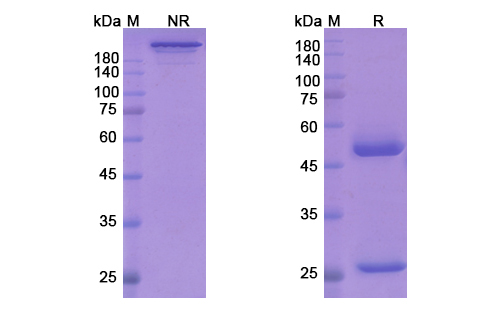 SDS-PAGE for Secukinumab Biosimilar - Anti-IL17A mAb - Research Grade