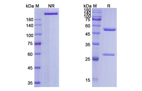 SDS-PAGE for Selicrelumab Biosimilar - Anti-CD40; TNFRSF5 mAb - Research Grade