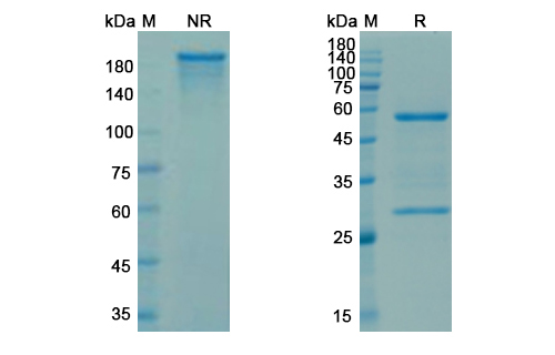 SDS-PAGE for Sibrotuzumab Biosimilar - Anti-FAP;FAPalpha mAb - Research Grade