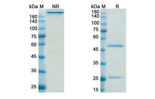 SDS-PAGE for Sifalimumab Biosimilar - Anti-IFNA1 mAb - Research Grade