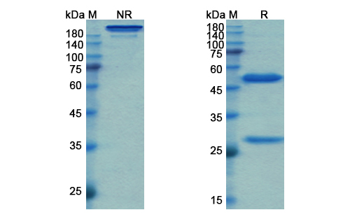 SDS-PAGE for Simtuzumab Biosimilar - Anti-LOXL2 mAb